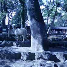 アルパカがいました。