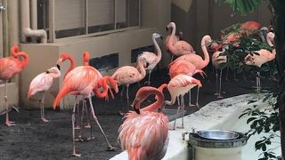 フラミンゴの群れが居ます