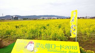 鴨川の菜の花畑