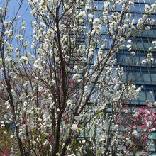 ワテラスコモン前広場のハナモモ