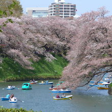 満開の千鳥ヶ淵
