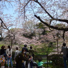 満開桜の木の下には多くの花見客