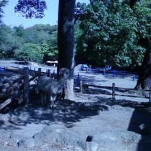 どうぶつ広場です。