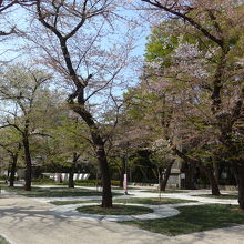 昨年は出店も出て盛り上がっていた桜並木の場所