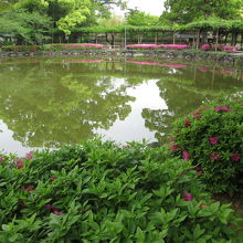 神社横の池
