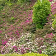 三室戸寺のヒラドツツジが満開に