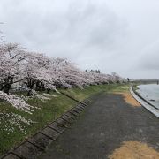 満開の桜