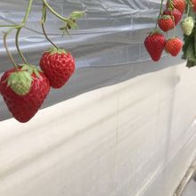 シーズンオフでも赤い身たくさん