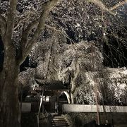 迫力のしだれ桜
