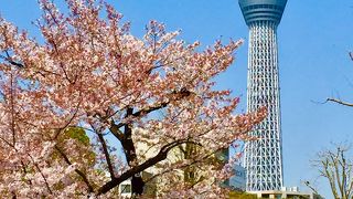 スカイツリーがキレイに見れます。