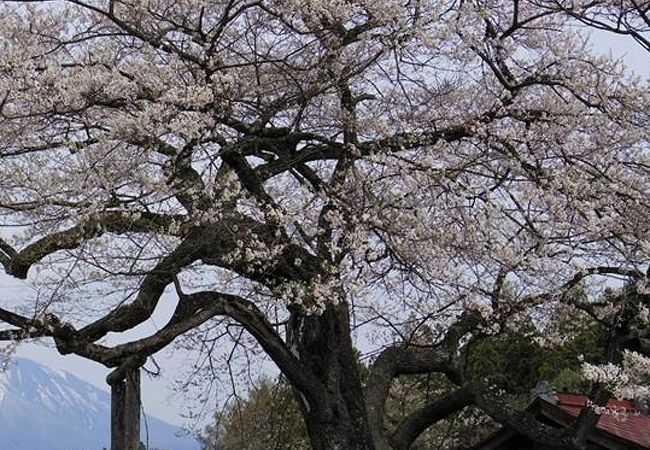 弘法桜