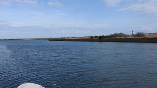 ビロードキンクロ♂が見られました。