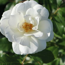 薔薇も咲いていました