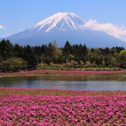 富士山はバッチリ芝桜は６分咲き