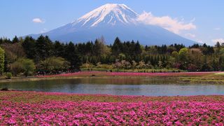 富士山はバッチリ芝桜は６分咲き