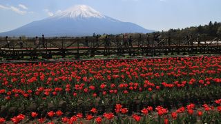 チューリップは全体として7分咲きでした