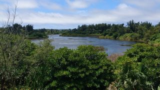 景観もいまいちですが、ここにオヒルギがあるのが大変珍しいそうです。