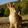 うさぎが激減している！