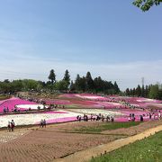 今年は芝桜の見頃が早いです。4/22現在でピークを過ぎた感じでした。