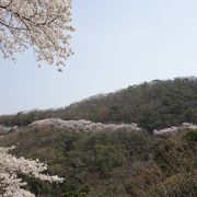 山中を走る桜の道