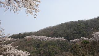 山中を走る桜の道