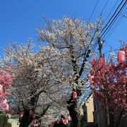 参道の桜並木が満開でとても綺麗