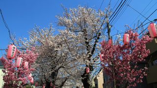 参道の桜並木が満開でとても綺麗