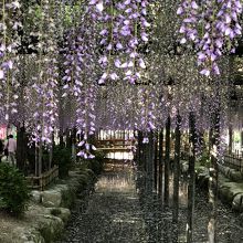 天王川公園の藤棚