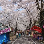 桜もきれい、菜の花もすばらしい