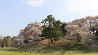 古墳の丘全体が桜でいっぱいでした
