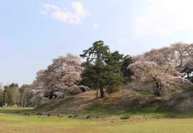 古墳の丘全体が桜でいっぱいでした