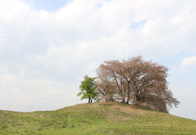 丘の上に立つ一本桜のようでした。