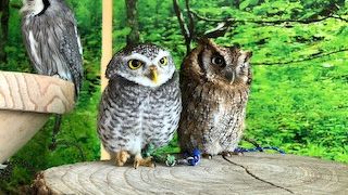 のんびりとした動物園