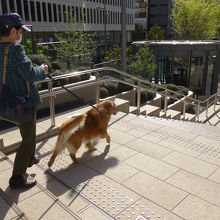 朝早かったので犬の散歩をする人々が何人かいらっしゃいました