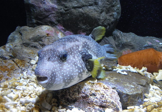 震災から見事によみがえった水族館！