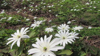 入口の湖畔周遊道路沿いにアズマイチゲの群落（4月下旬）