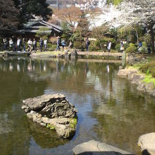 神池庭園の周りの桜は、満開であり、まさに華を添えています。