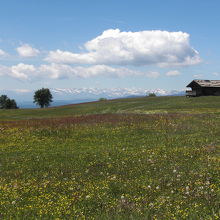 6月下旬、アルペ・ディ・シウジの草原は一面の花の絨毯