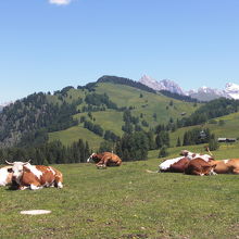 牛たちも晴天の中のんびり