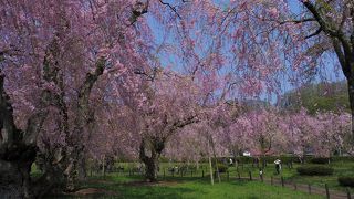 米内浄水場 しだれ桜