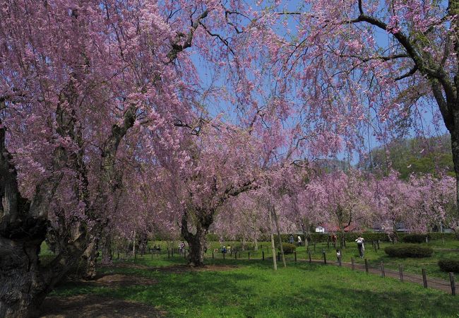 米内浄水場 しだれ桜