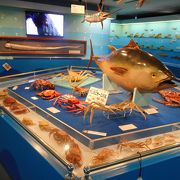 香住の魚と文化の展示施設