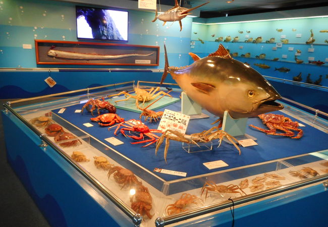 香住の魚と文化の展示施設