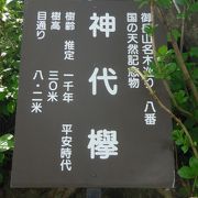 お山の精霊が宿っていそうな