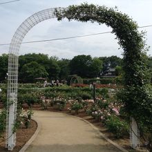 バラ園