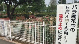 今年は5月3日からバラシーズンです。