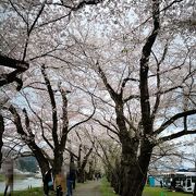 角館の川沿いの桜