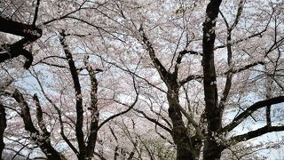 角館の川沿いの桜