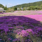 今年は開花が早い