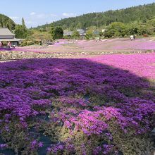 なんとか咲いているところも